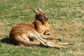 Lazy kangaroo relaxing on the grass