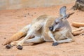 Lazy Kangaroo On Sand Royalty Free Stock Photo