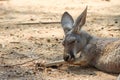 The lazy kangaroo is sleeping in the most comfortable position Royalty Free Stock Photo