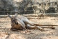 The lazy kangaroo is sleeping in the most comfortable position