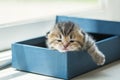 Lazy kitten in box Royalty Free Stock Photo