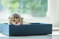 Lazy kitten in box Royalty Free Stock Photo