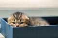 Lazy kitten in box Royalty Free Stock Photo