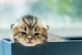 Lazy kitten in box Royalty Free Stock Photo