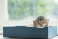 Lazy kitten in box Royalty Free Stock Photo