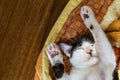 Lazy kitten cat relaxes sleeping in the blanket on the wooden floor with warm sunlight at sunday morning with copy space, Royalty Free Stock Photo