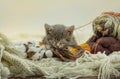 Lazy kitten sleeping among balls of yarn. Sleeping funny cat. Lazy cat relaxing on furry blanket Royalty Free Stock Photo