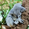 A lazy koala sleeping on a branch Royalty Free Stock Photo