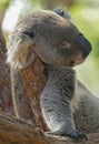 Lazy koala sleeping