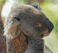 Lazy koala sleeping