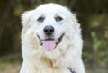 Lazy large white Great Pyrenees dog Royalty Free Stock Photo