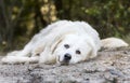 Lazy large white Great Pyrenees dog laying down outside Royalty Free Stock Photo