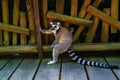 Madacascar lemure Royalty Free Stock Photo