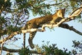 Lazy leopard Royalty Free Stock Photo