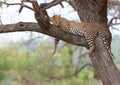 Lazy leopard