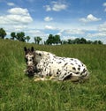 Lazy Leopard Appaloosa Royalty Free Stock Photo