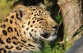 Lazy leopard Royalty Free Stock Photo