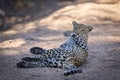 Lazy leopard rolling over. Royalty Free Stock Photo
