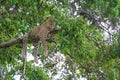 Lazy leopard sprawled on a branch, keeping an eye out for prey with lush green leaves covering it