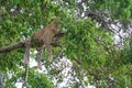 Lazy leopard sprawled on a branch, keeping an eye out for prey with lush green leaves covering it Royalty Free Stock Photo