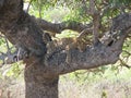 Lazy Leopard Royalty Free Stock Photo