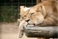 Lazy Lion Royalty Free Stock Photo
