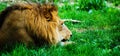 A Lazy Lion Royalty Free Stock Photo