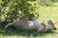 Lazy lion Royalty Free Stock Photo