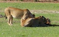 Lazy lion