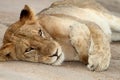 Lazy Lion Royalty Free Stock Photo