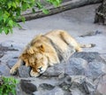 Lazy lion sleeping on rocks. Royalty Free Stock Photo