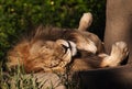 Lazy Lion at Zoo Royalty Free Stock Photo