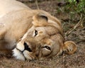 Lazy Lioness Royalty Free Stock Photo