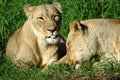 Lazy lions