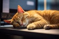 Lazy little kitten lying on a table at the workplace