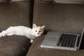 Lazy little white kitten with red head lies near a laptop keyboard on the sofa. Young cat uses computer. Online shopping