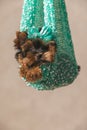 Lazy little yorkshire terrier with cute bow laying in a pouch in the air Royalty Free Stock Photo