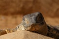 Lazy Lizard lying on a rock Royalty Free Stock Photo