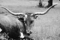 Lazy longhorn cow in black and white Royalty Free Stock Photo