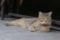 A lazy lovely brown cat on the ground Royalty Free Stock Photo