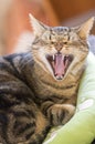 Lazy marble cat with magic lime eyes lying in green cat bed and yawning Royalty Free Stock Photo