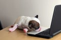 lazy moment of newborn puppy dog on laptop on wood table