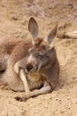 Lazy old kangaroo laying in the sand Royalty Free Stock Photo