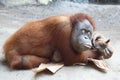 Lazy Orang Utan Royalty Free Stock Photo