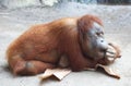 Lazy Orang Utan Royalty Free Stock Photo
