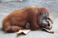 Lazy Orang Utan Royalty Free Stock Photo