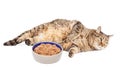 Lazy Overweight Cat With Bowl of Food Royalty Free Stock Photo