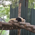 Lazy panda bear asleep on platform