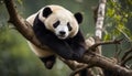 Lazy Panda Bear Sleeping on a Tree Branch, China Wildlife