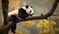 Lazy Panda Bear Sleeping on a Tree Branch, China Wildlife